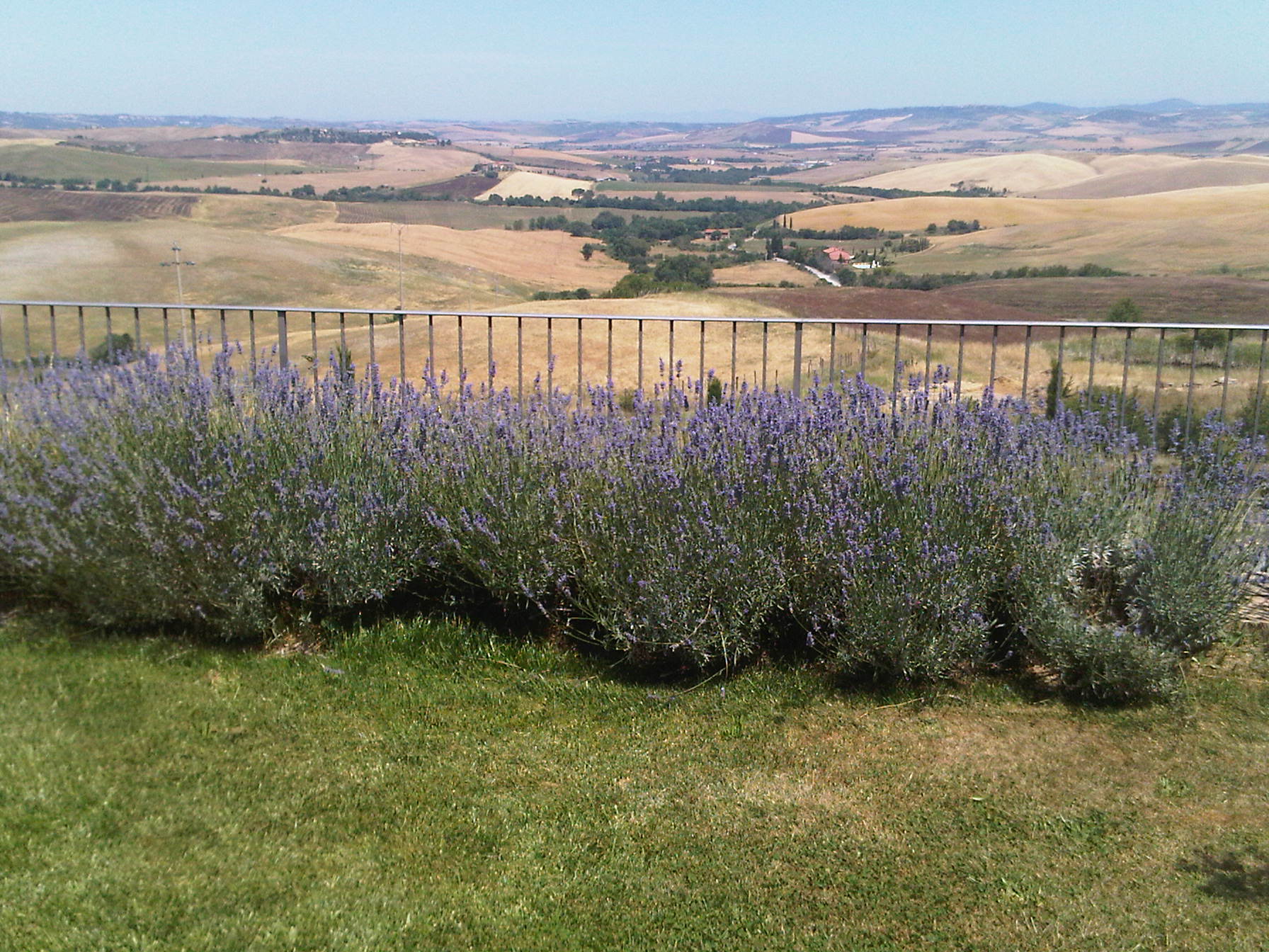 lavendel-vermehren
