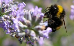 Lavendel vermehren