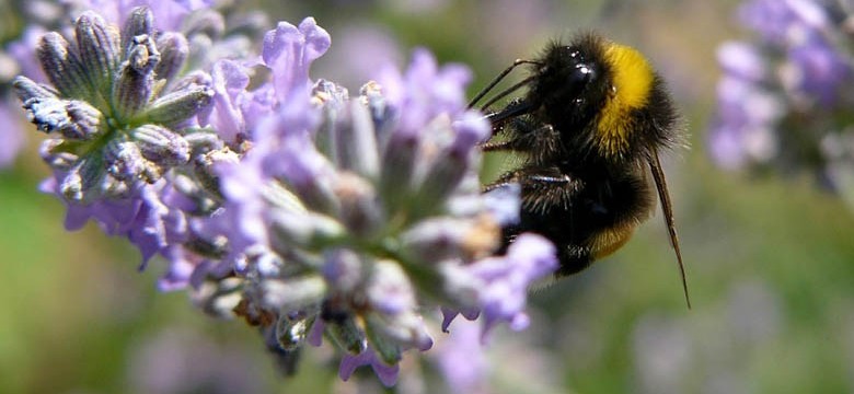 Lavendel vermehren