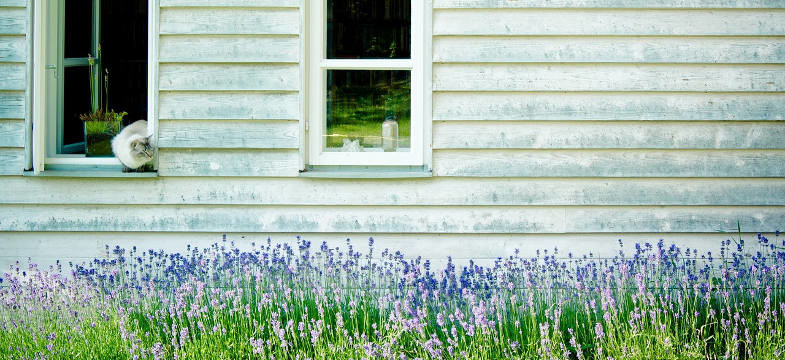 Lavendelarten: Garten, Balkon und Kübel
