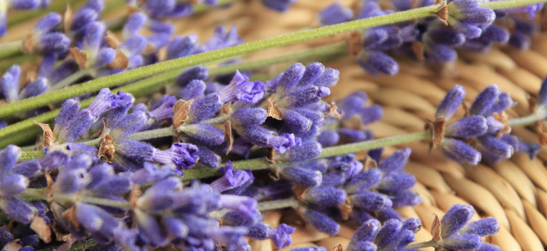 Lavendel Verschnitt