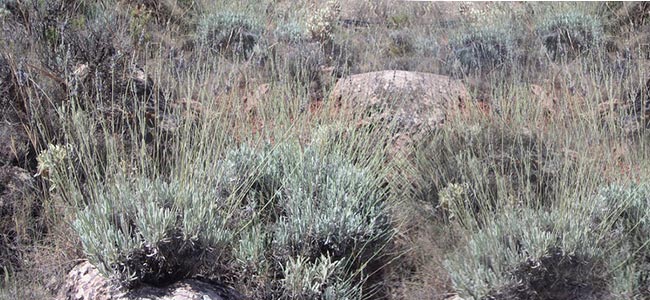 Wolliger Lavendel (Lavandula Lanata)