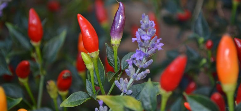 Lavendel in der Küche