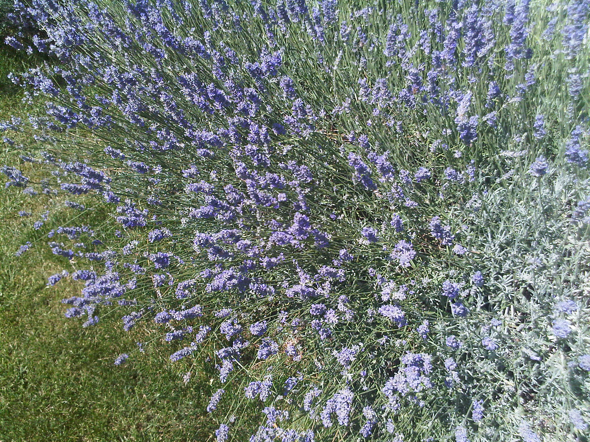 lavendel-selber-machen