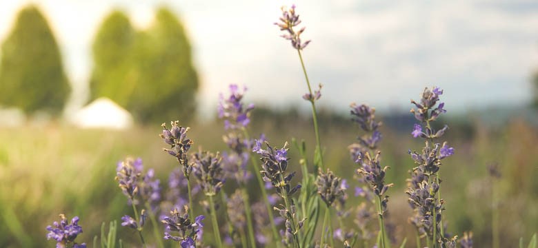 Selber machen mit Lavendel