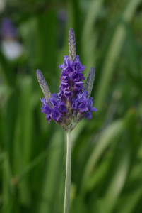 lavendel_selber_machen_klein