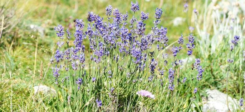 Lavendelöl Lanata (Wolliger Lavendel)