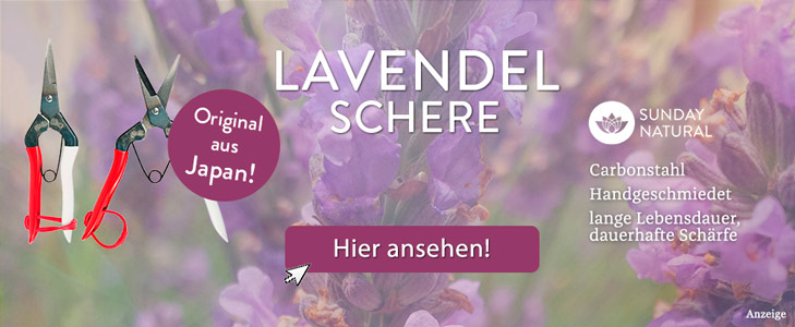 Lavendel: Wie Kurz Schneiden Lavendel: Wie Kurz Schneiden