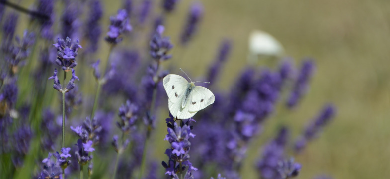 Lavendel Mazerat